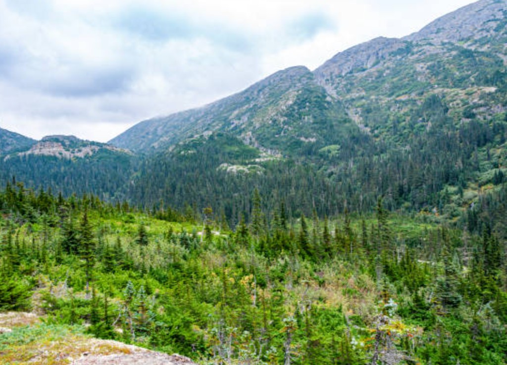 Lush green valley and dense coniferous forest leading to rugged mountain peaks on the Bennett Scenic Journey from Skagway